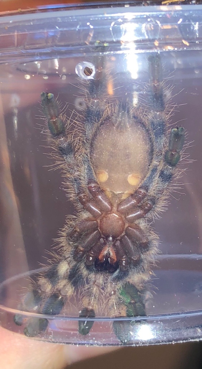 Poecilotheria regalis 02 juvenile