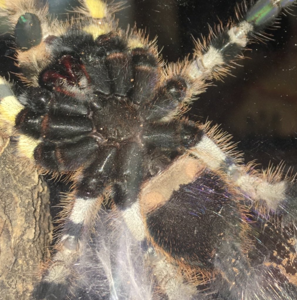 Poecilotheria Regalis part 2