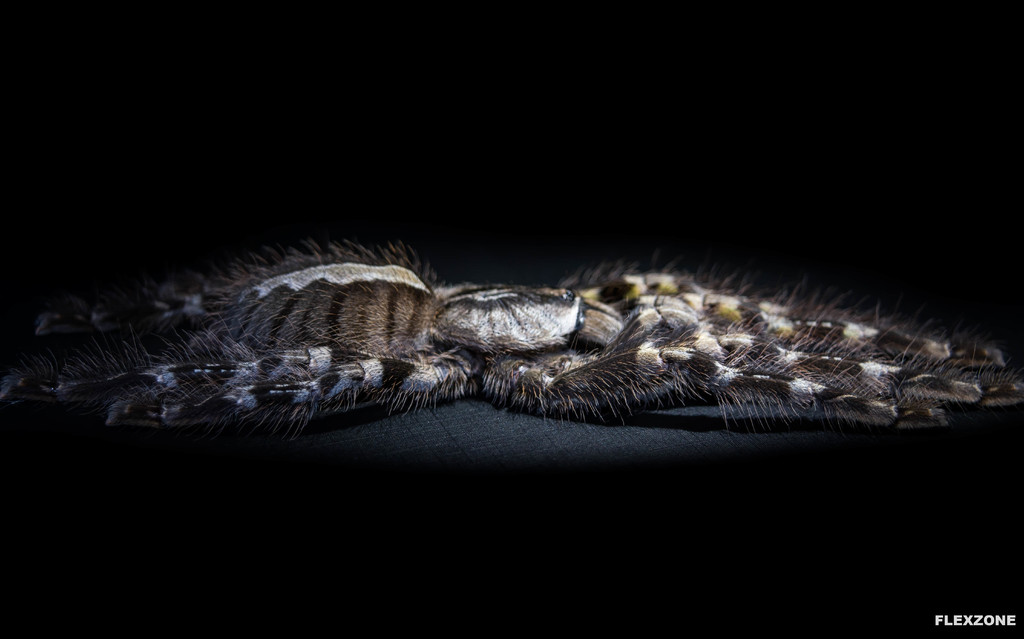 Poecilotheria regalis (Side view)