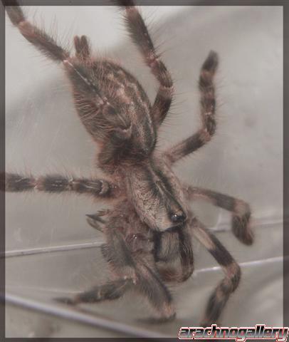 Poecilotheria regalis