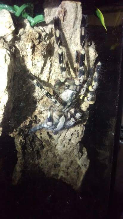 Poecilotheria regalis