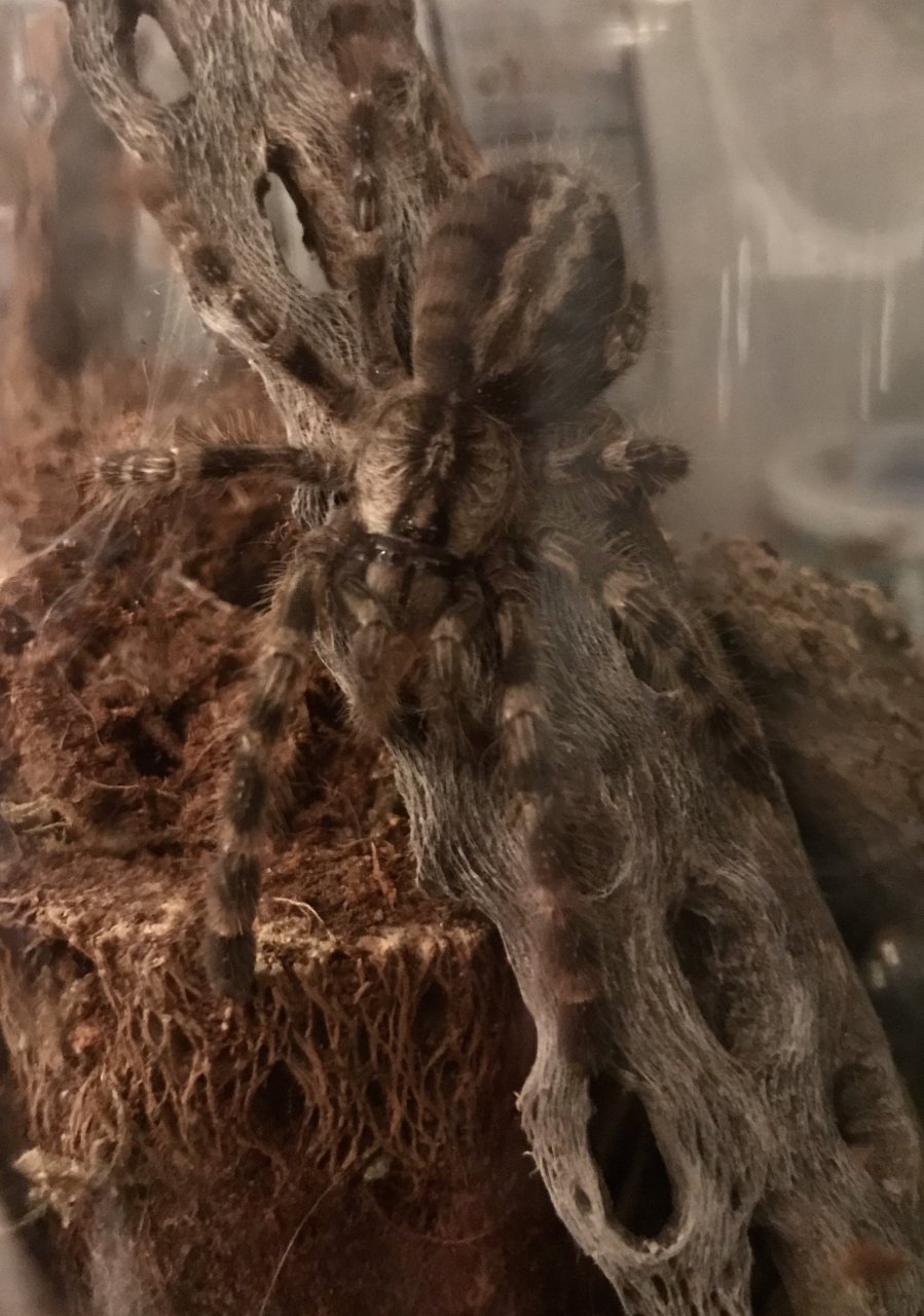 Poecilotheria regalis