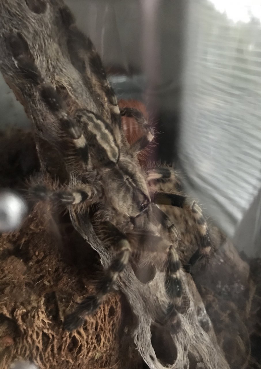 Poecilotheria regalis