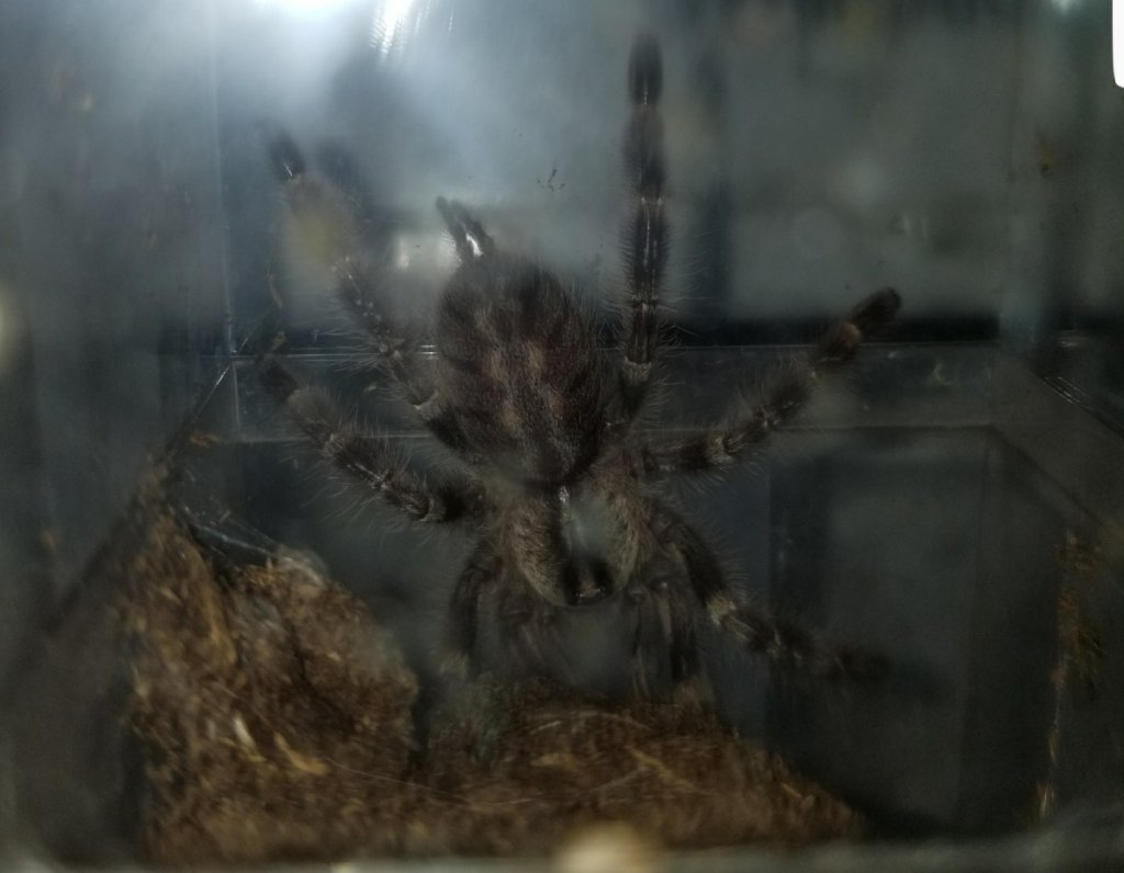 Poecilotheria Regalis