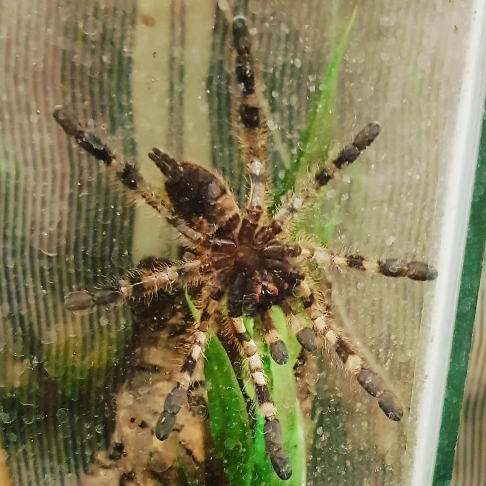 Poecilotheria. Regalis