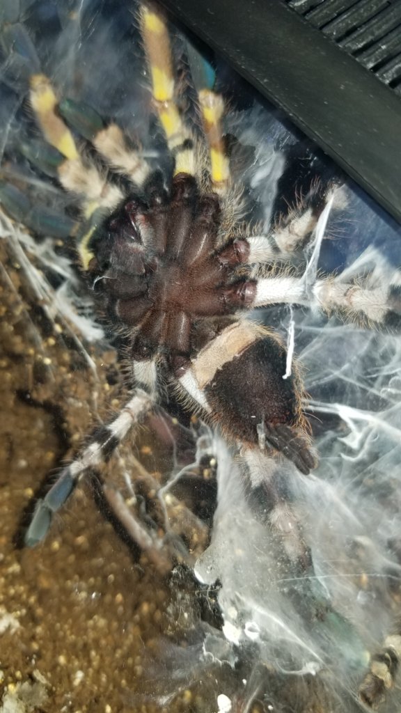 Poecilotheria regalis