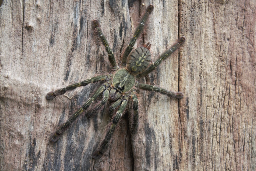 Poecilotheria rufilata