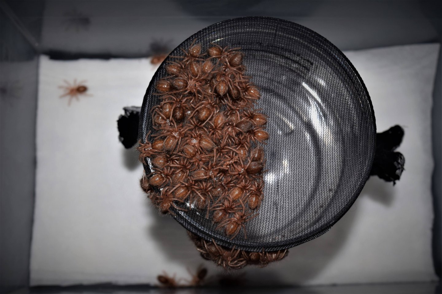 Poecilotheria rufilata