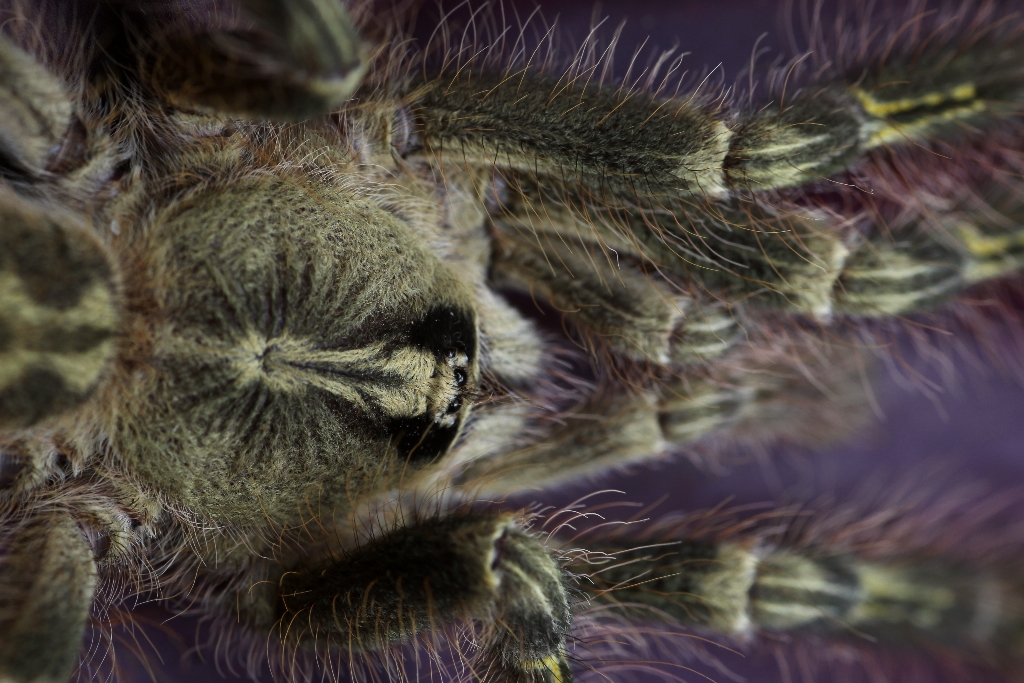 Poecilotheria rufilata