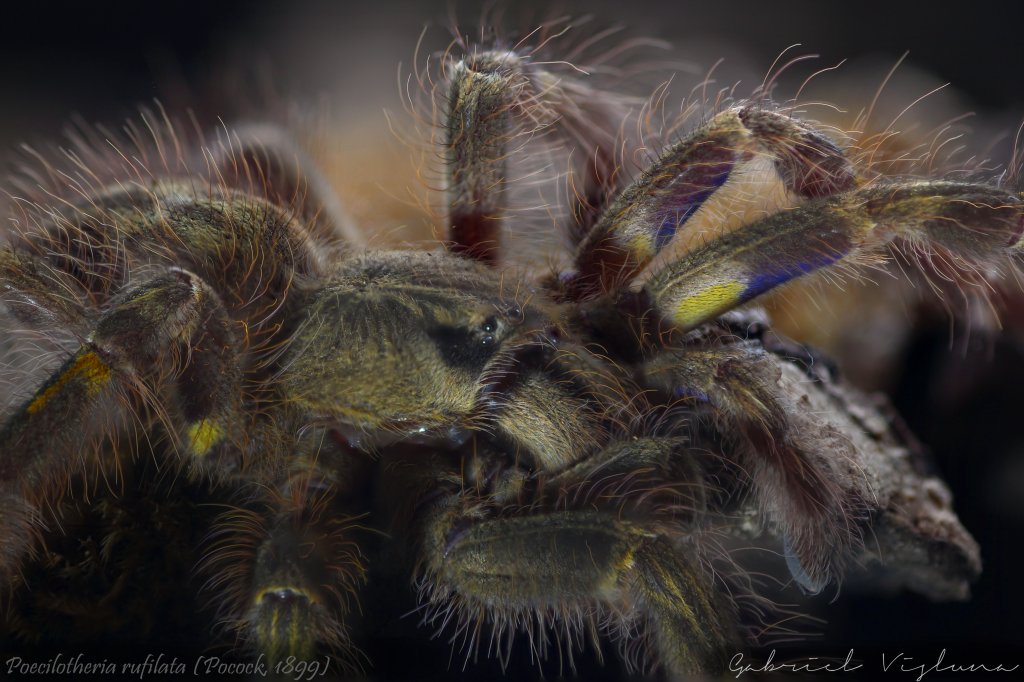 Poecilotheria rufilata