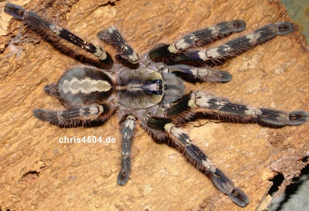 Poecilotheria smithi picture