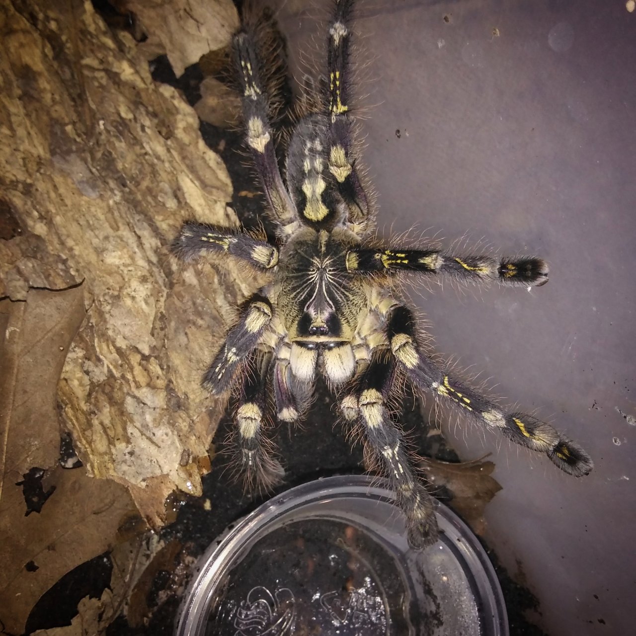 Poecilotheria sp highland