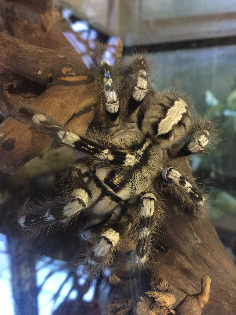 Poecilotheria sp.