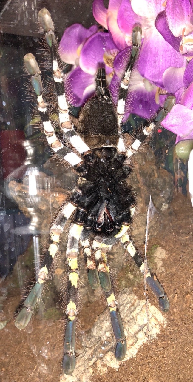 Poecilotheria striata female