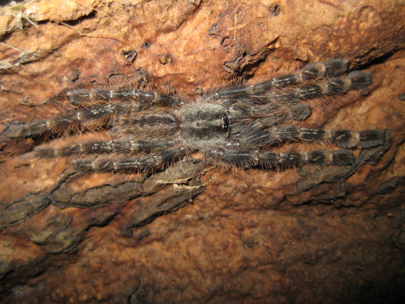 Poecilotheria striata