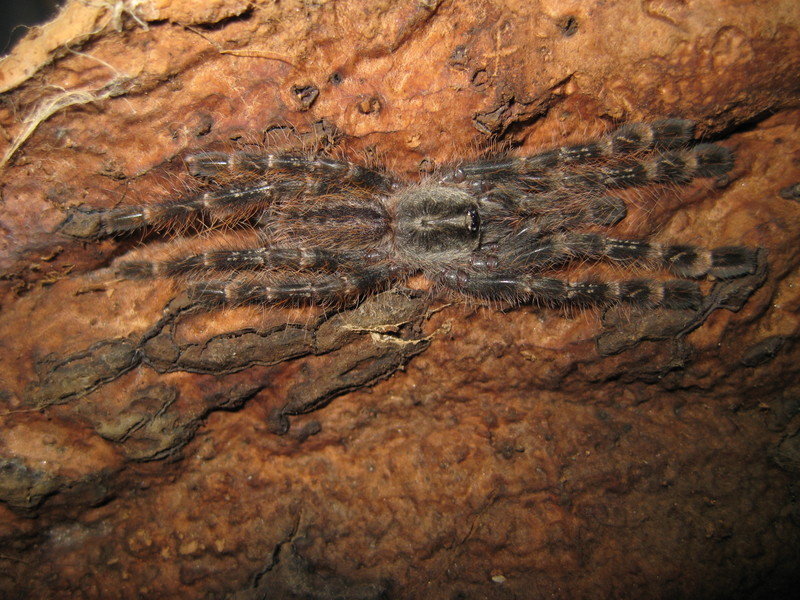 Poecilotheria striata