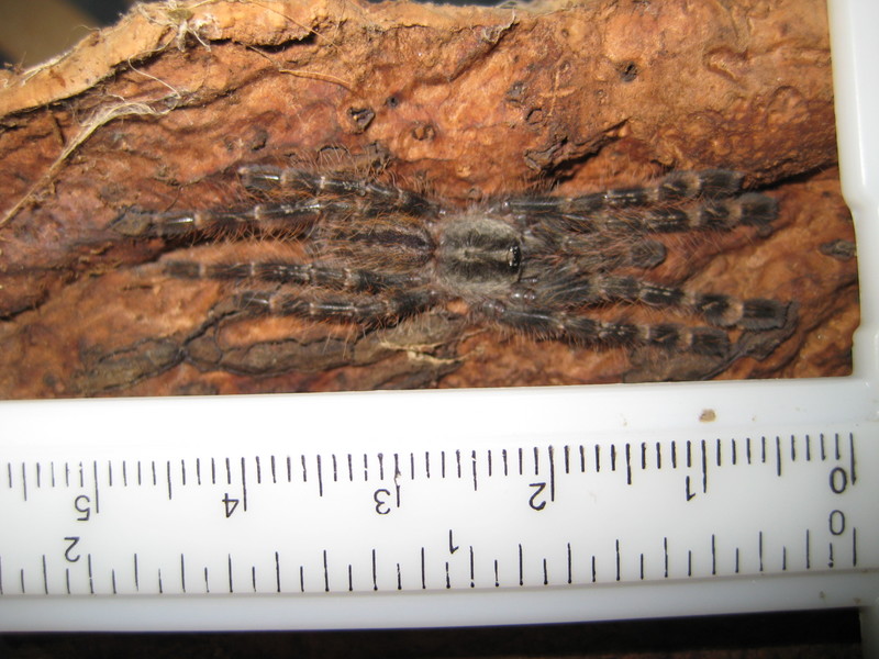 Poecilotheria striata