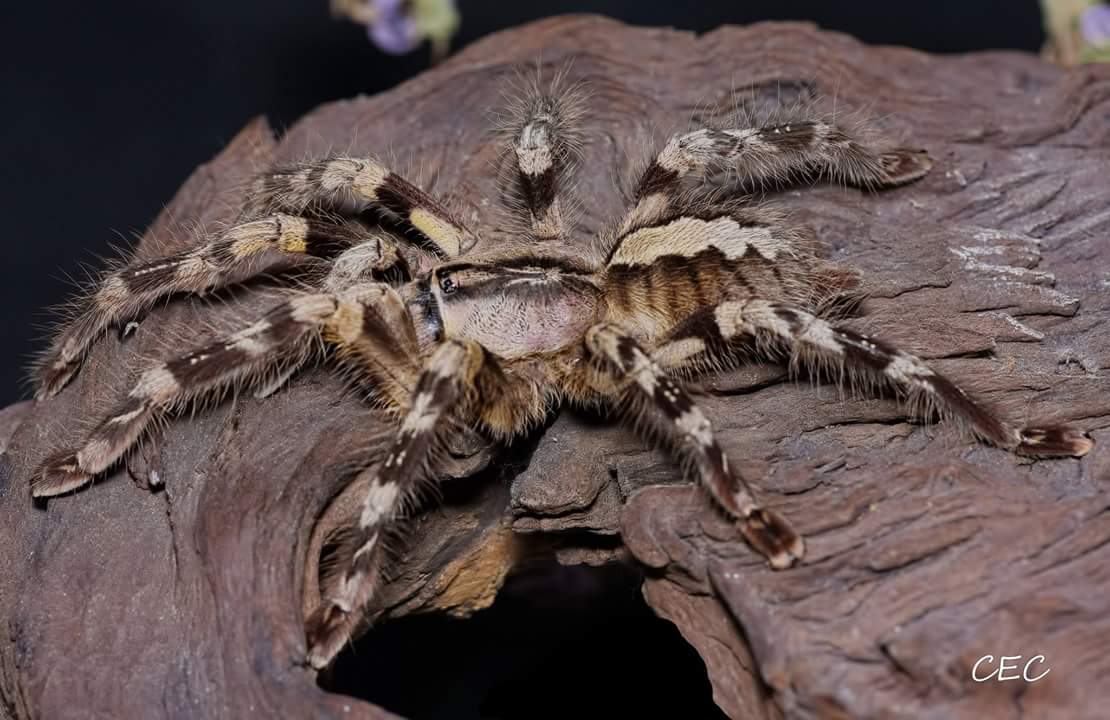 Poecilotheria striata