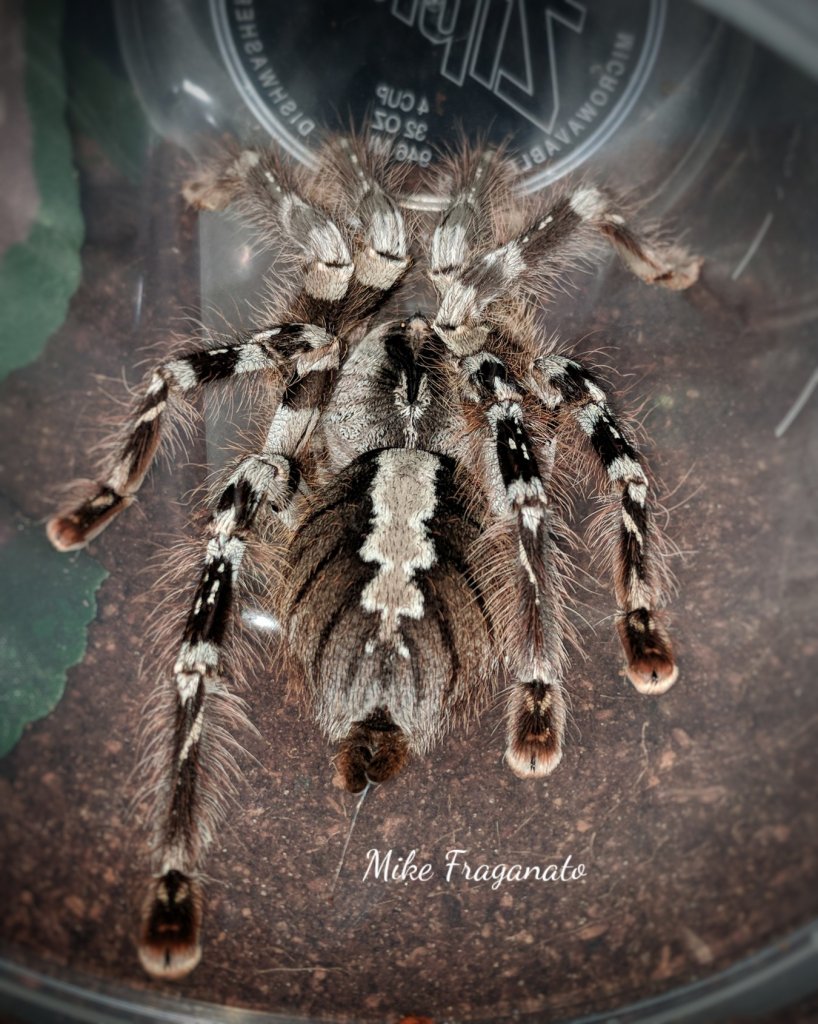 Poecilotheria striata