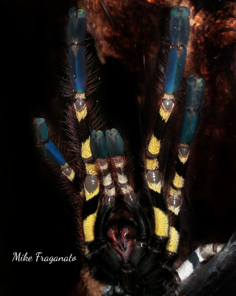 Poecilotheria striata