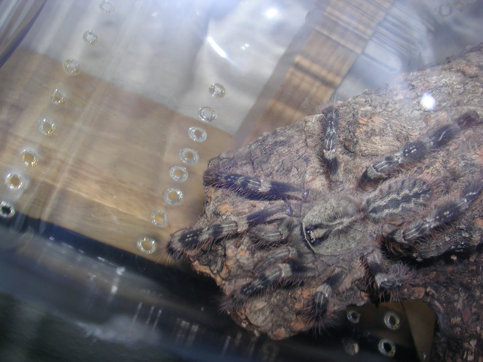 Poecilotheria striata