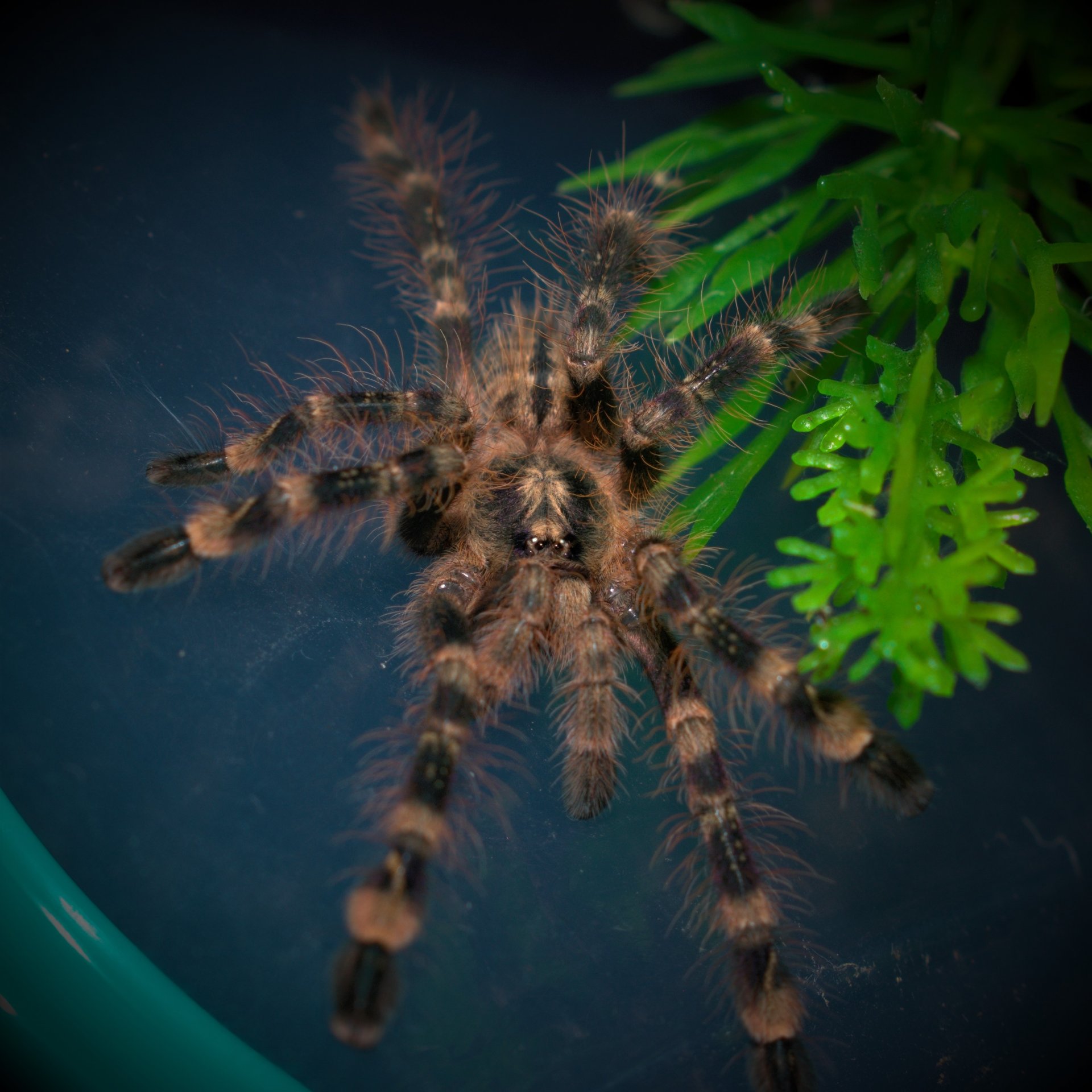 Poecilotheria subfusca "Highland"