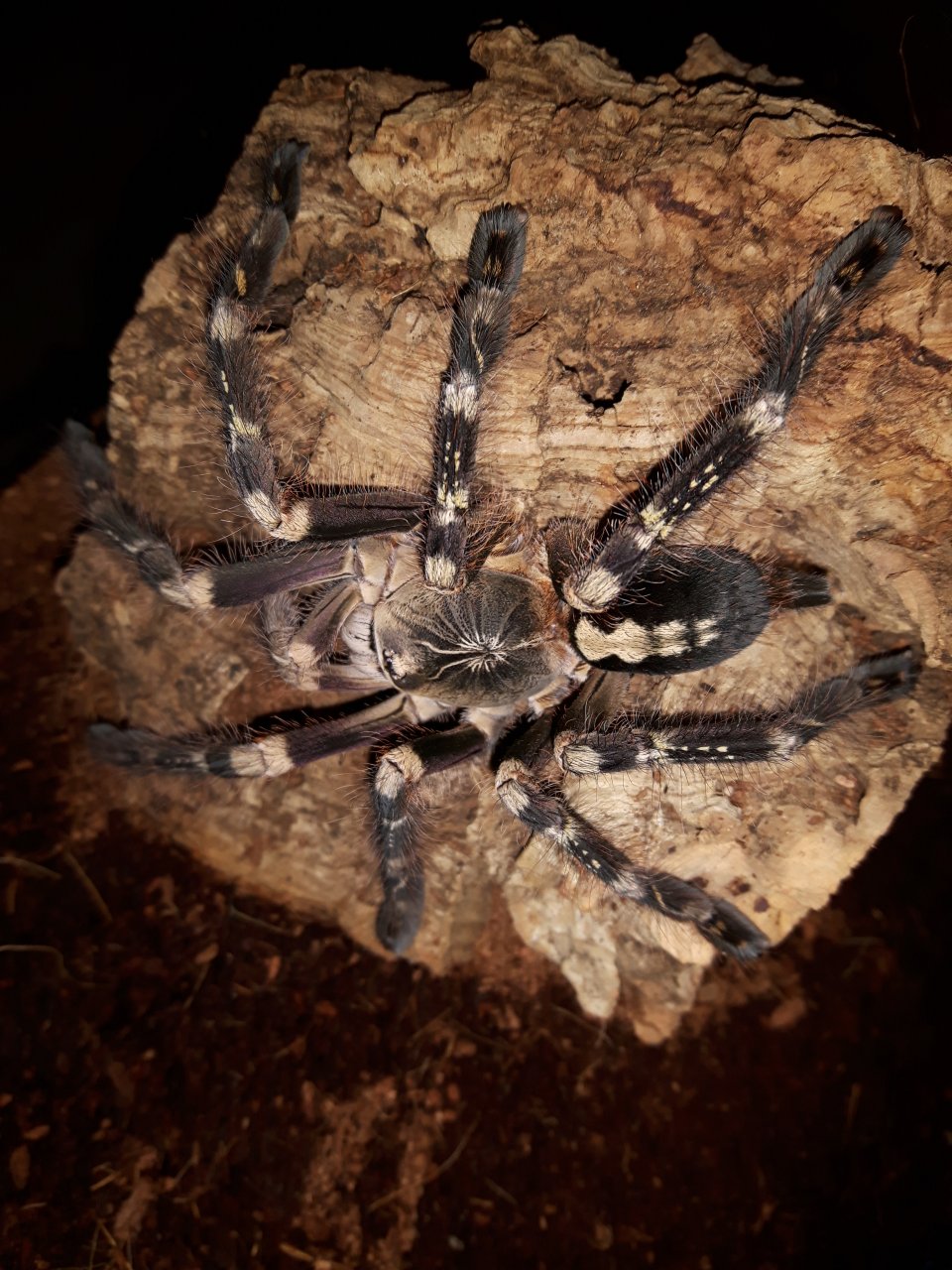 Poecilotheria subfusca(lowland)