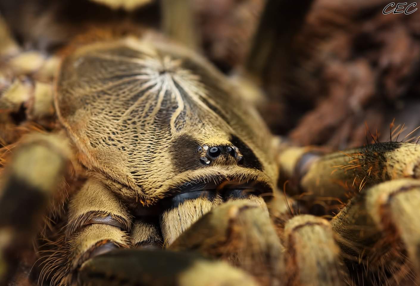 Poecilotheria subfusca "lowland"