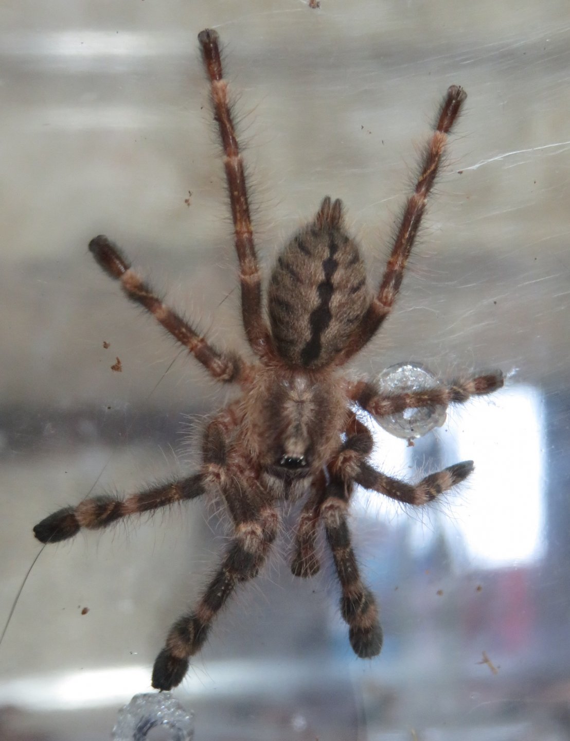 Poecilotheria subfusca sling
