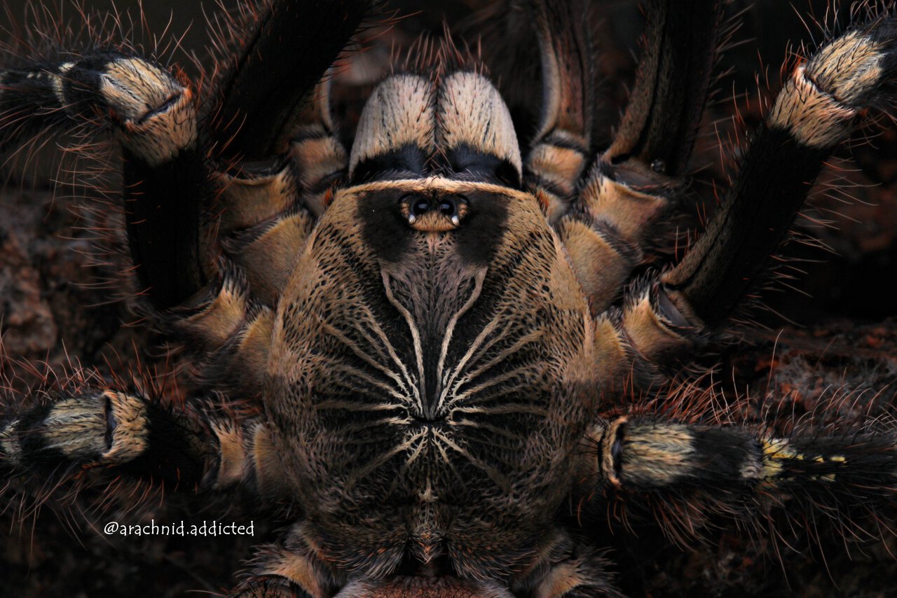 Poecilotheria subfusca "Whatever Land".