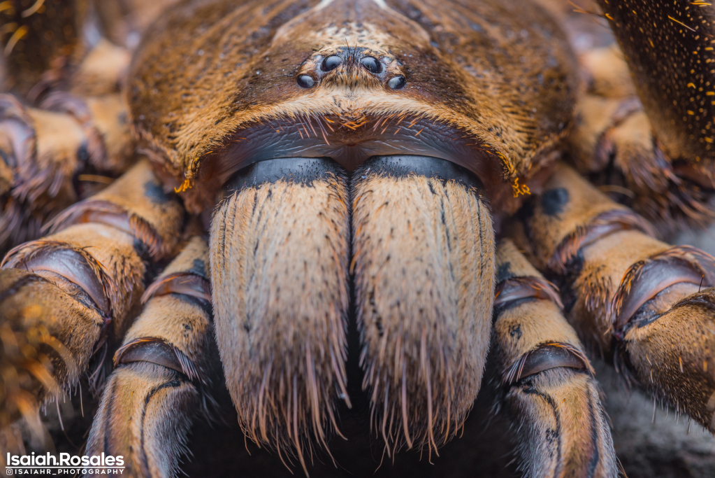 Poecilotheria subfusca