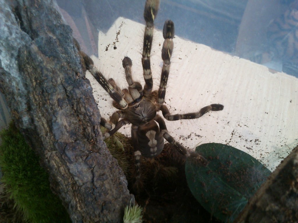 Poecilotheria subfusca