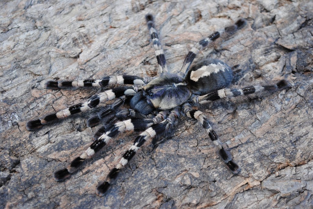 Poecilotheria tigrinawesseli - Female