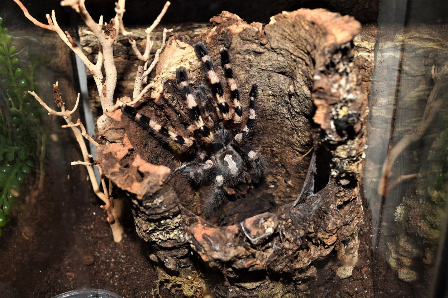 Poecilotheria tigrinawesseli