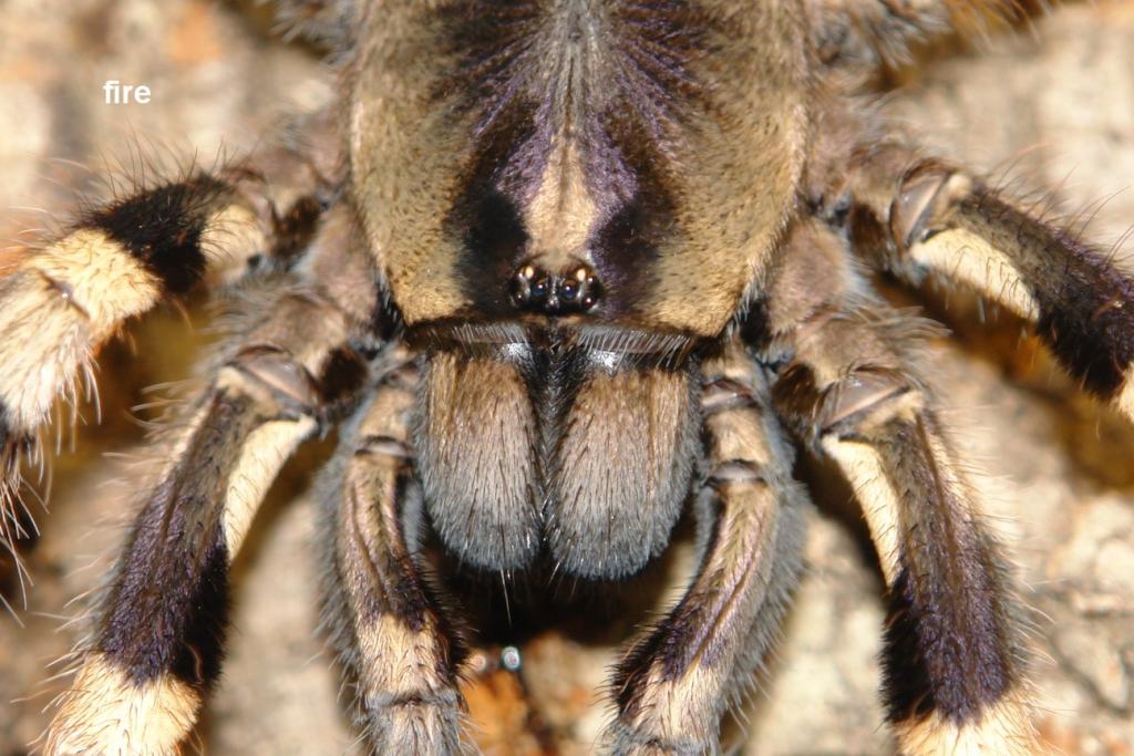 Poecilotheria tigris