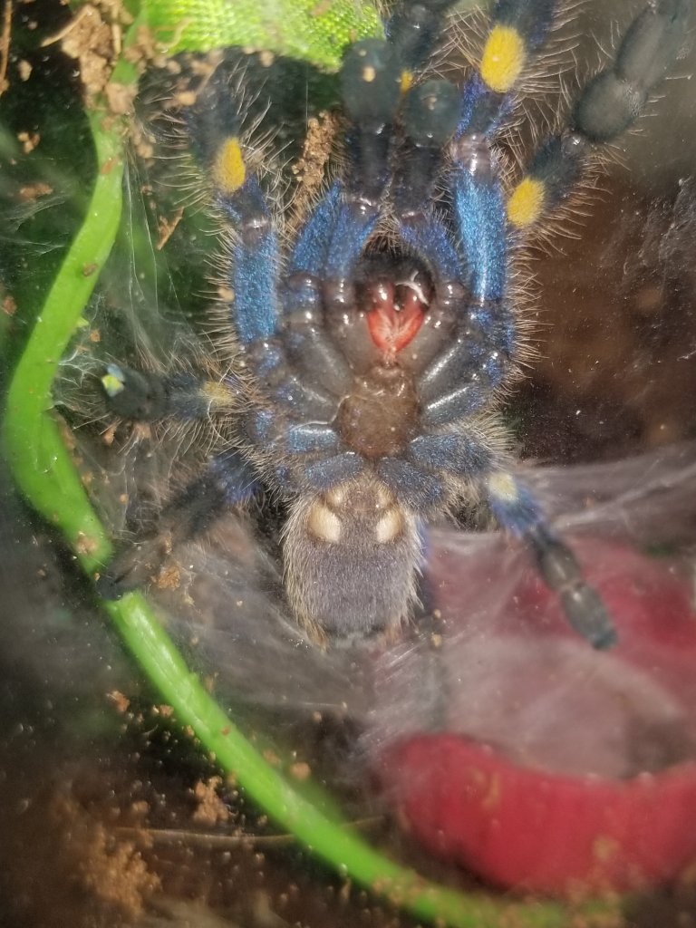 Poecilotheria [ventral sexing]