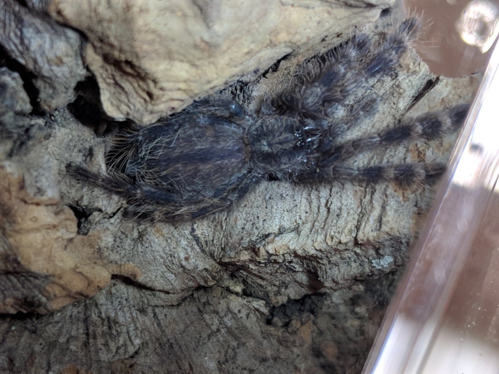 Poecilotheria vittata sling