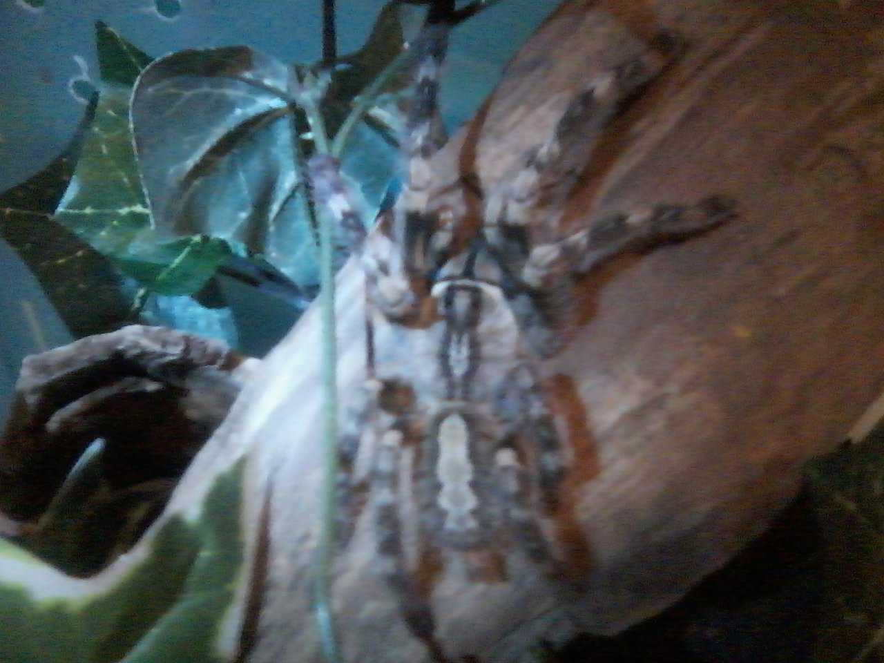 Poecilotheria vittata