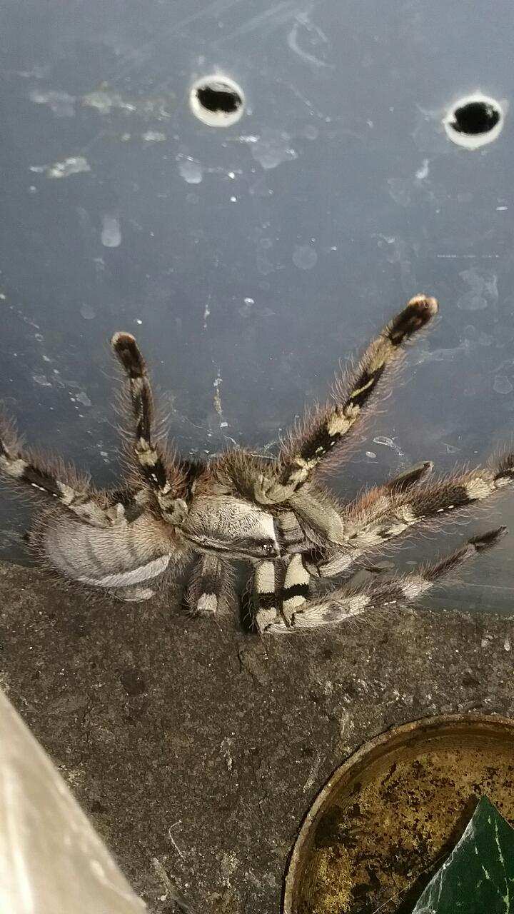 Poecilotheria vittata