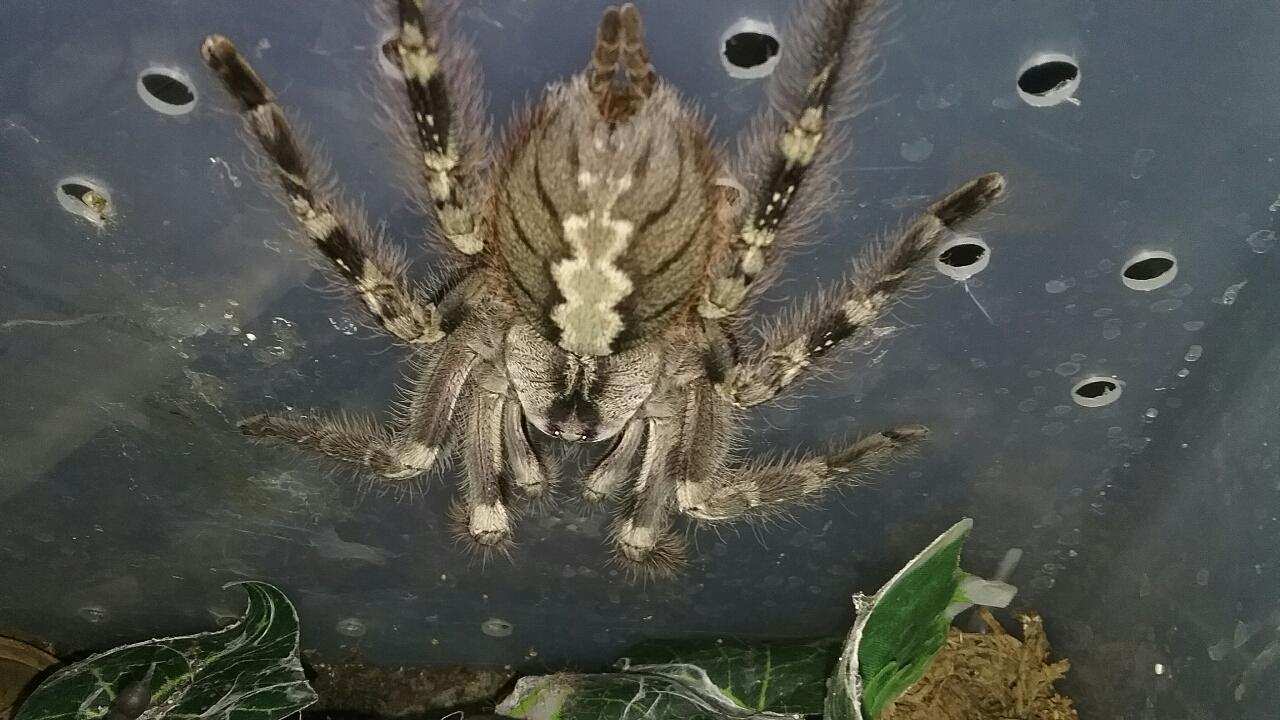 Poecilotheria vittata