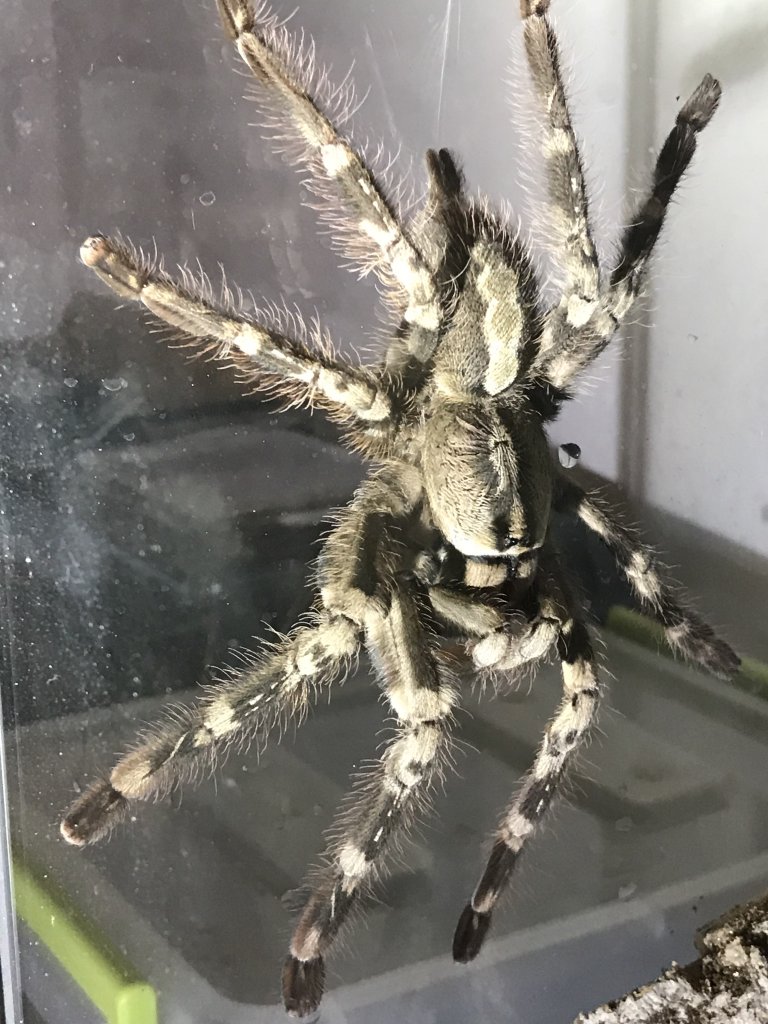 Poecilotheria vittata