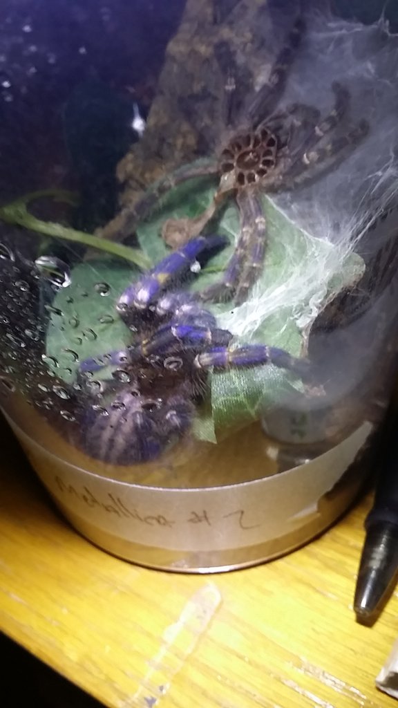 Poecilotheria