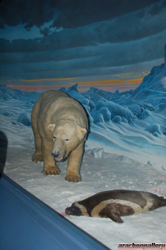 Polar bear diorama