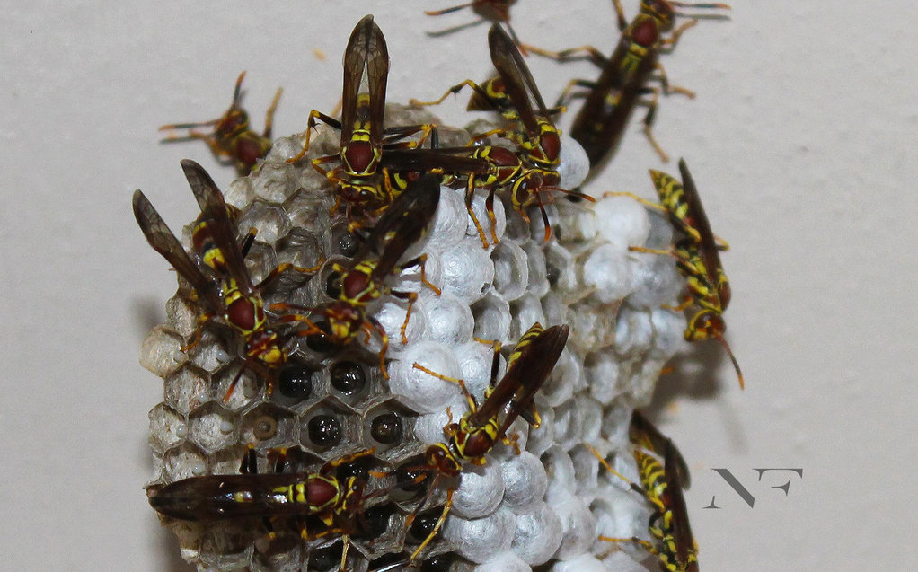 Polistes exclamans - Paper Wasp Nest