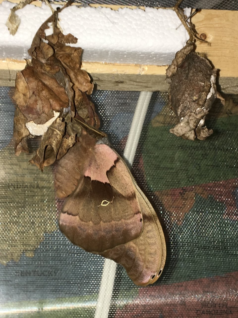 Polyphemus moth