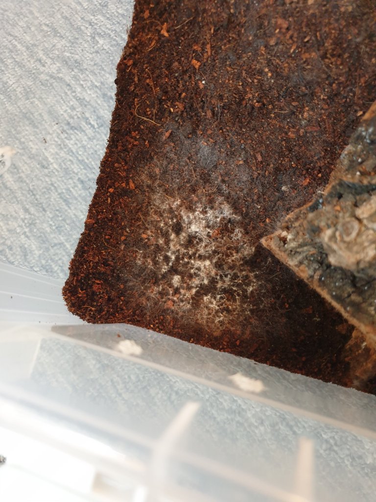 Poo or mold?