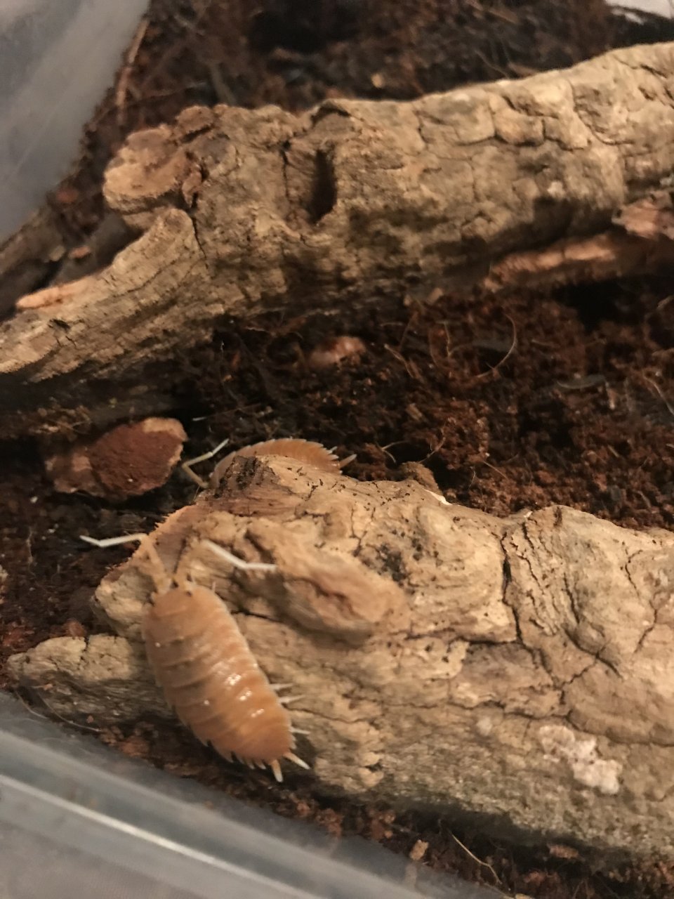 Porcellio Magnificus