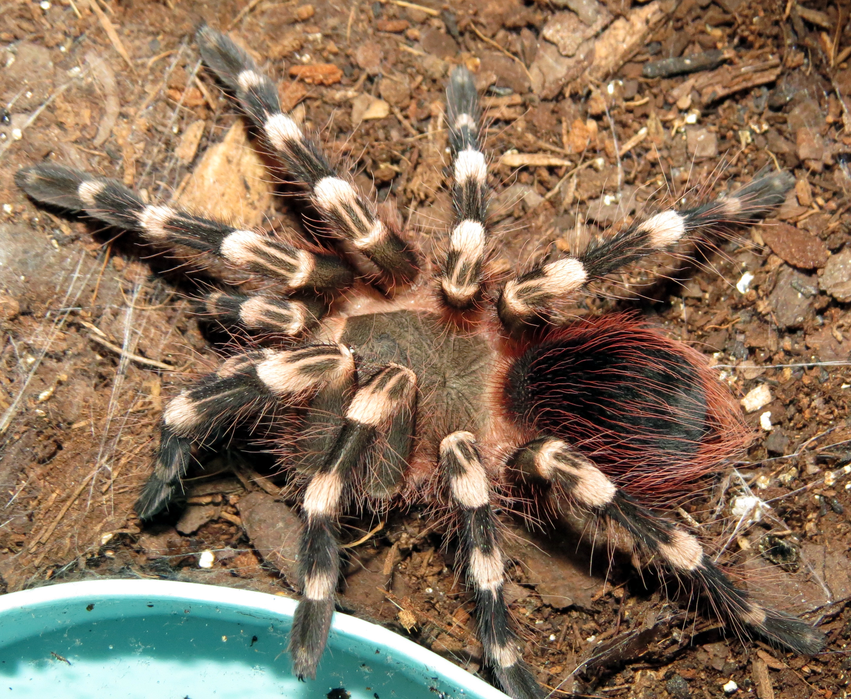 Post-molt (♂ Acanthoscurria geniculata 3.5")