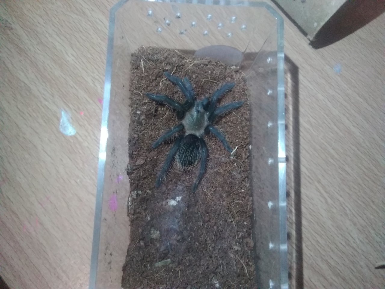 Post molt brachypelma albopilosum