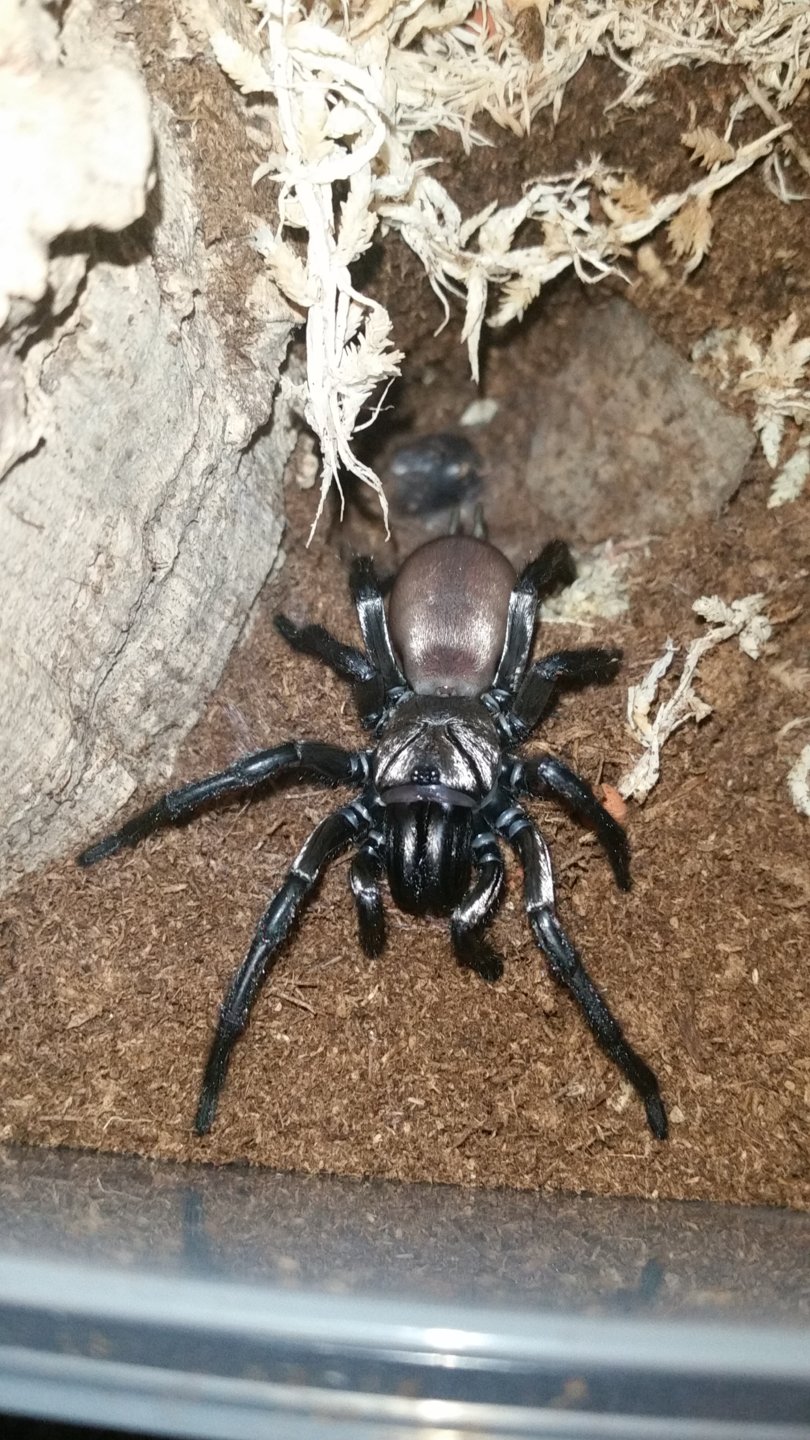 Post-molt Golden Wishbone